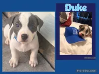 Duke, a male American Staffordshire Terrier and American Pit Bull Terrier for sale in Monte Vista, CO – 2 of 2