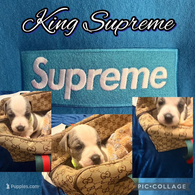 King Supreme – American Staffordshire Terrier, American Pit Bull Terrier puppy for sale in Monte Vista, CO