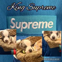 King Supreme, a male American Staffordshire Terrier and American Pit Bull Terrier for sale in Monte Vista, CO – 2 of 3