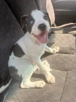 Baby Gucci, a female American Staffordshire Terrier and American Pit Bull Terrier for sale in Monte Vista, CO – 8 of 9
