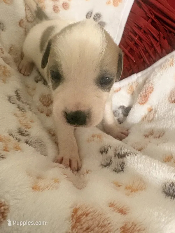 Pope – American Staffordshire Terrier, American Pit Bull Terrier puppy for sale in Monte Vista, CO