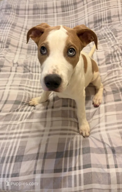 Bentley – American Staffordshire Terrier, American Pit Bull Terrier puppy for sale in Monte Vista, CO