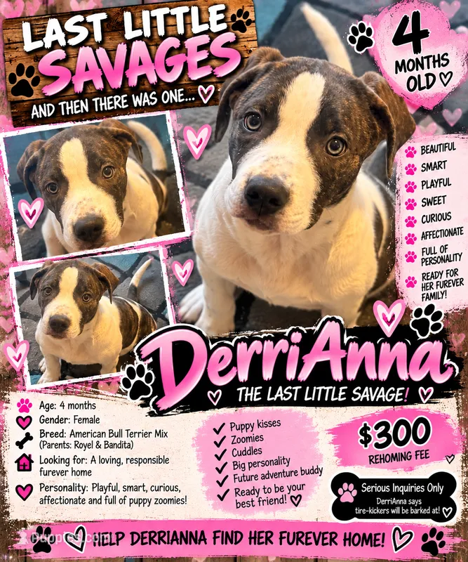 DerriAnna – American Pit Bull Terrier puppy for sale in Monte Vista, CO