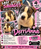 DerriAnna, a female American Pit Bull Terrier for sale in Monte Vista, CO – 1 of 3