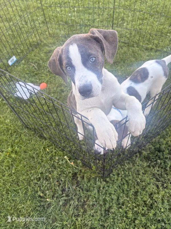 DerriAnna – American Staffordshire Terrier, American Pit Bull Terrier puppy for sale in Monte Vista, CO