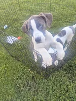 DerriAnna, a female American Staffordshire Terrier and American Pit Bull Terrier for sale in Monte Vista, CO – 3 of 10