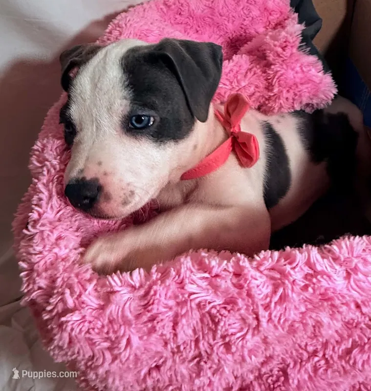 Baby Gucci – American Staffordshire Terrier, American Pit Bull Terrier puppy for sale in Monte Vista, CO