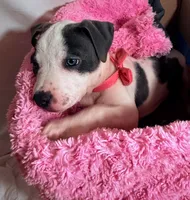 Baby Gucci, a female American Staffordshire Terrier and American Pit Bull Terrier for sale in Monte Vista, CO – 1 of 3