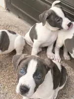 DerriAnna, a female American Staffordshire Terrier and American Pit Bull Terrier for sale in Monte Vista, CO – 7 of 10