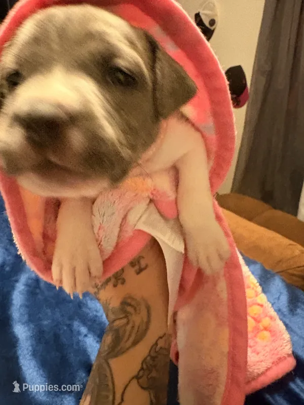 Baby Davinity – American Staffordshire Terrier, American Pit Bull Terrier puppy for sale in Monte Vista, CO