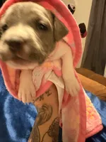 Baby Davinity, a female American Staffordshire Terrier and American Pit Bull Terrier for sale in Monte Vista, CO – 1 of 3