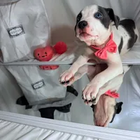 Baby Gucci, a female American Staffordshire Terrier and American Pit Bull Terrier for sale in Monte Vista, CO – 2 of 3