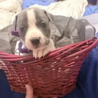 Regal , a female American Staffordshire Terrier and American Pit Bull Terrier for sale in Monte Vista, CO – 2 of 3