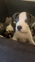 Baby Gucci, a female American Staffordshire Terrier and American Pit Bull Terrier for sale in Monte Vista, CO – 7 of 9