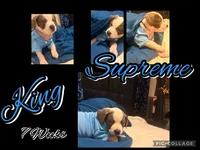 King Supreme, a male American Staffordshire Terrier and American Pit Bull Terrier for sale in Monte Vista, CO – 3 of 3