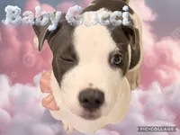 Baby Gucci, a female American Staffordshire Terrier and American Pit Bull Terrier for sale in Monte Vista, CO – 1 of 9