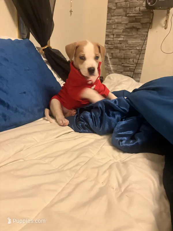 Bentley – American Staffordshire Terrier, American Pit Bull Terrier puppy for sale in Monte Vista, CO