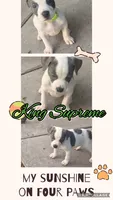 King Supreme, a male American Staffordshire Terrier and American Pit Bull Terrier for sale in Monte Vista, CO – 2 of 3