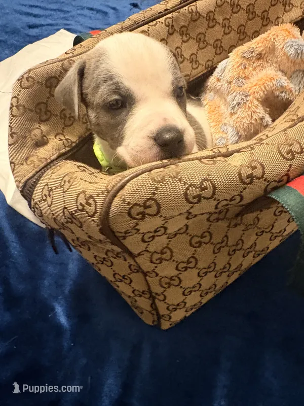 King Supreme – American Staffordshire Terrier, American Pit Bull Terrier puppy for sale in Monte Vista, CO
