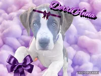 DerriAnna, a female American Staffordshire Terrier and American Pit Bull Terrier for sale in Monte Vista, CO – 1 of 10