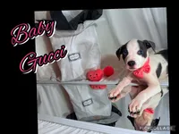 Baby Gucci, a female American Staffordshire Terrier and American Pit Bull Terrier for sale in Monte Vista, CO – 3 of 3