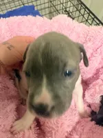 Platinum , a female American Staffordshire Terrier and American Pit Bull Terrier for sale in Monte Vista, CO – 1 of 1
