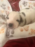Domino, a male American Staffordshire Terrier and American Pit Bull Terrier for sale in Monte Vista, CO – 2 of 3