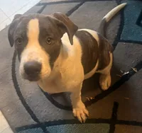 DerriAnna, a female American Pit Bull Terrier for sale in Monte Vista, CO – 3 of 3