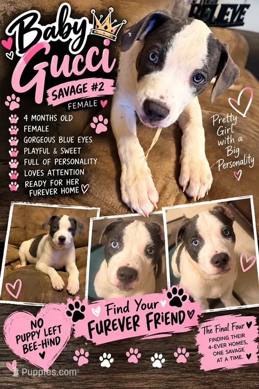 Baby Gucci – American Staffordshire Terrier, American Pit Bull Terrier puppy for sale in Monte Vista, CO