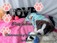 DerriAnna, a female American Staffordshire Terrier and American Pit Bull Terrier for sale in Monte Vista, CO – 8 of 10
