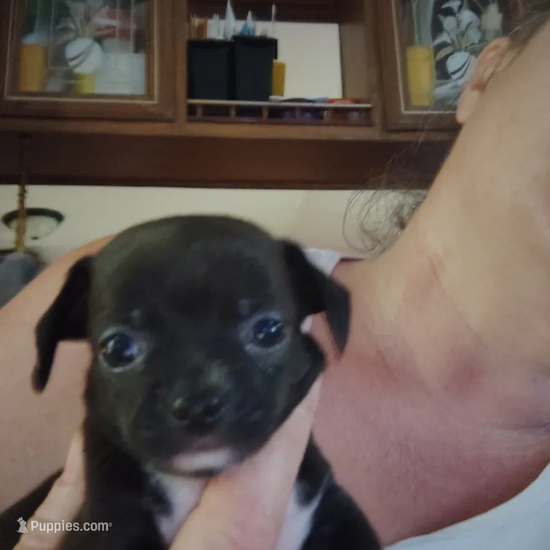 Norman  – Chihuahua puppy for sale in Spencer, IN