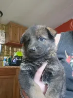 Cowboy, a male German Shepherd Dog for sale in Spencer, IN – 1 of 1