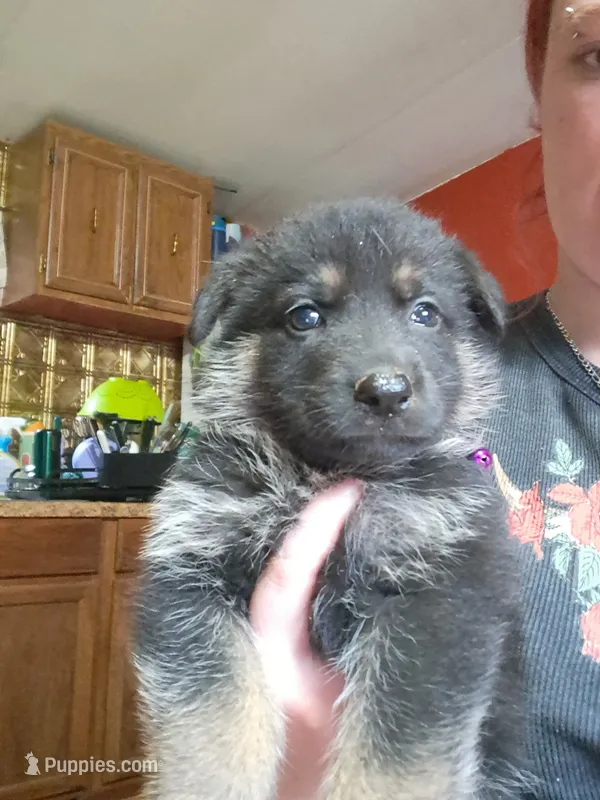 Coco – German Shepherd Dog puppy for sale in Spencer, IN