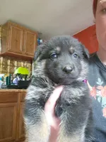 Coco, a female German Shepherd Dog for sale in Spencer, IN – 1 of 1