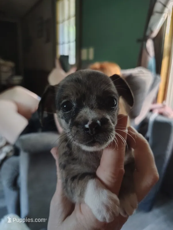 Specks  – Chihuahua puppy for sale in Spencer, IN