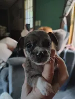 Specks , a female Chihuahua for sale in Spencer, IN – 1 of 3