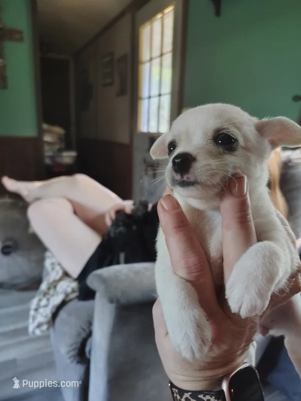 Rose – Chihuahua puppy for sale in Spencer, IN