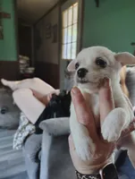 Rose, a female Chihuahua for sale in Spencer, IN – 1 of 1