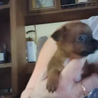 Hershey kiss, a female Chihuahua for sale in Spencer, IN – 1 of 1