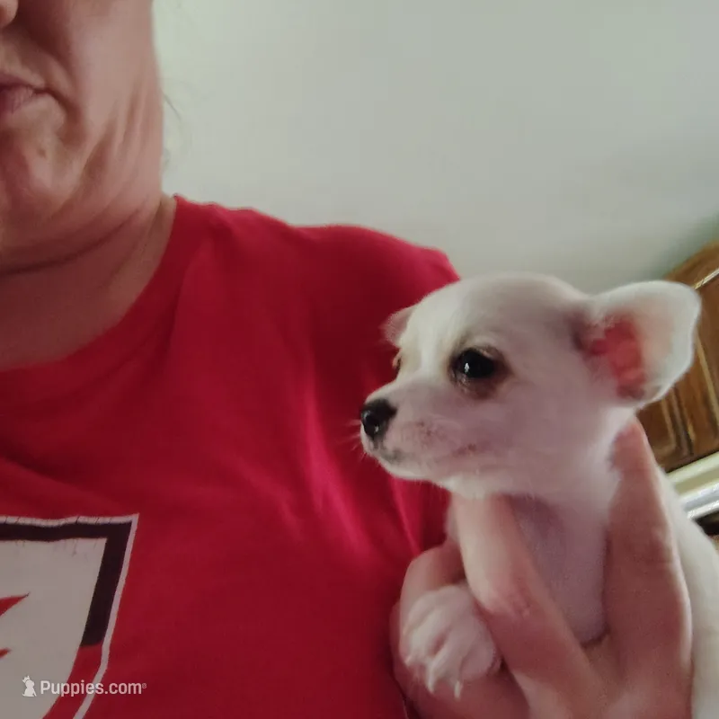 Rose – Chihuahua puppy for sale in Spencer, IN