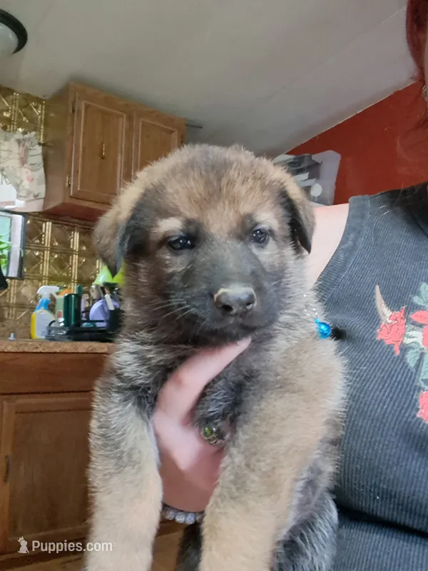 Ellie  – German Shepherd Dog puppy for sale in Spencer, IN