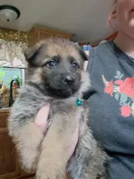 Avalon , a female German Shepherd Dog for sale in Spencer, IN – 1 of 1