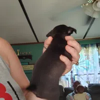Zeus, a male Chihuahua for sale in Spencer, IN – 2 of 3