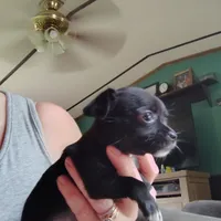 Gem, a female Chihuahua for sale in Spencer, IN – 2 of 2