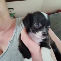 Oreo, a male Chihuahua for sale in Spencer, IN – 2 of 3