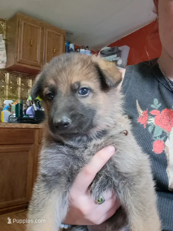 Johnny  – German Shepherd Dog puppy for sale in Spencer, IN