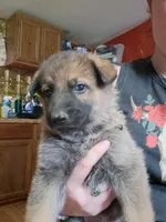Johnny , a male German Shepherd Dog for sale in Spencer, IN – 1 of 1