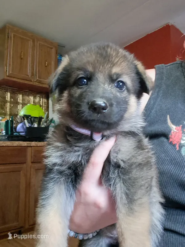 Josie  – German Shepherd Dog puppy for sale in Spencer, IN