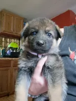 Josie , a female German Shepherd Dog for sale in Spencer, IN – 1 of 1