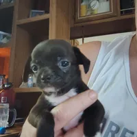 Zeus, a male Chihuahua for sale in Spencer, IN – 3 of 3